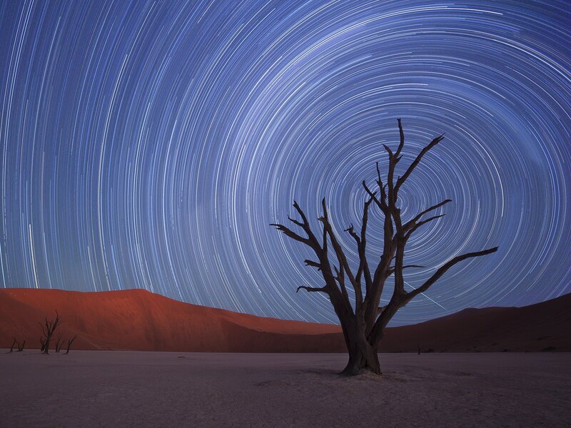 Dead Tree in Desert — Blue, Serene, Night
