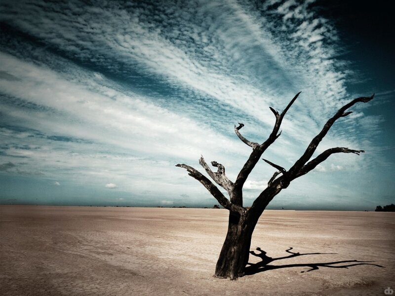 Dead Tree in Desert — Blue