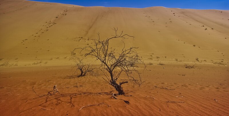 Dead Tree in Desert — Brown, Desolate