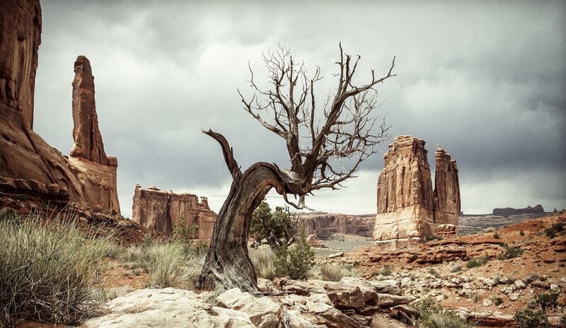 Dead Tree in Desert — Brown, Dramatic, Photograph