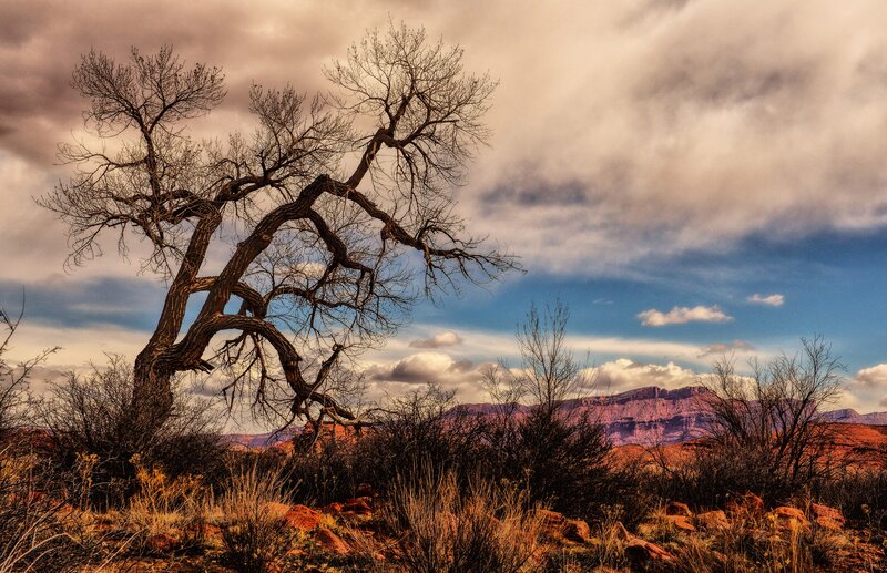 Dead Tree in Desert — Brown, Dramatic, Sunset