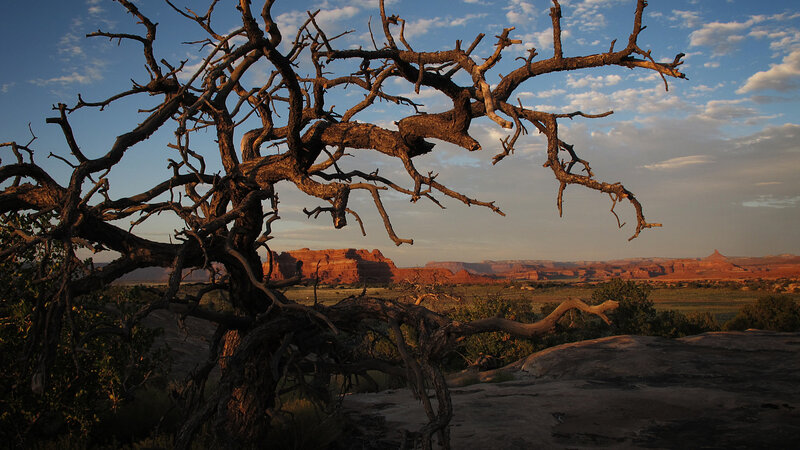 Dead Tree in Desert — Brown
