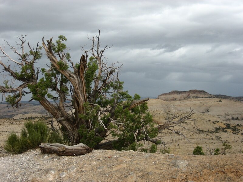 Dead Tree in Desert — Gray