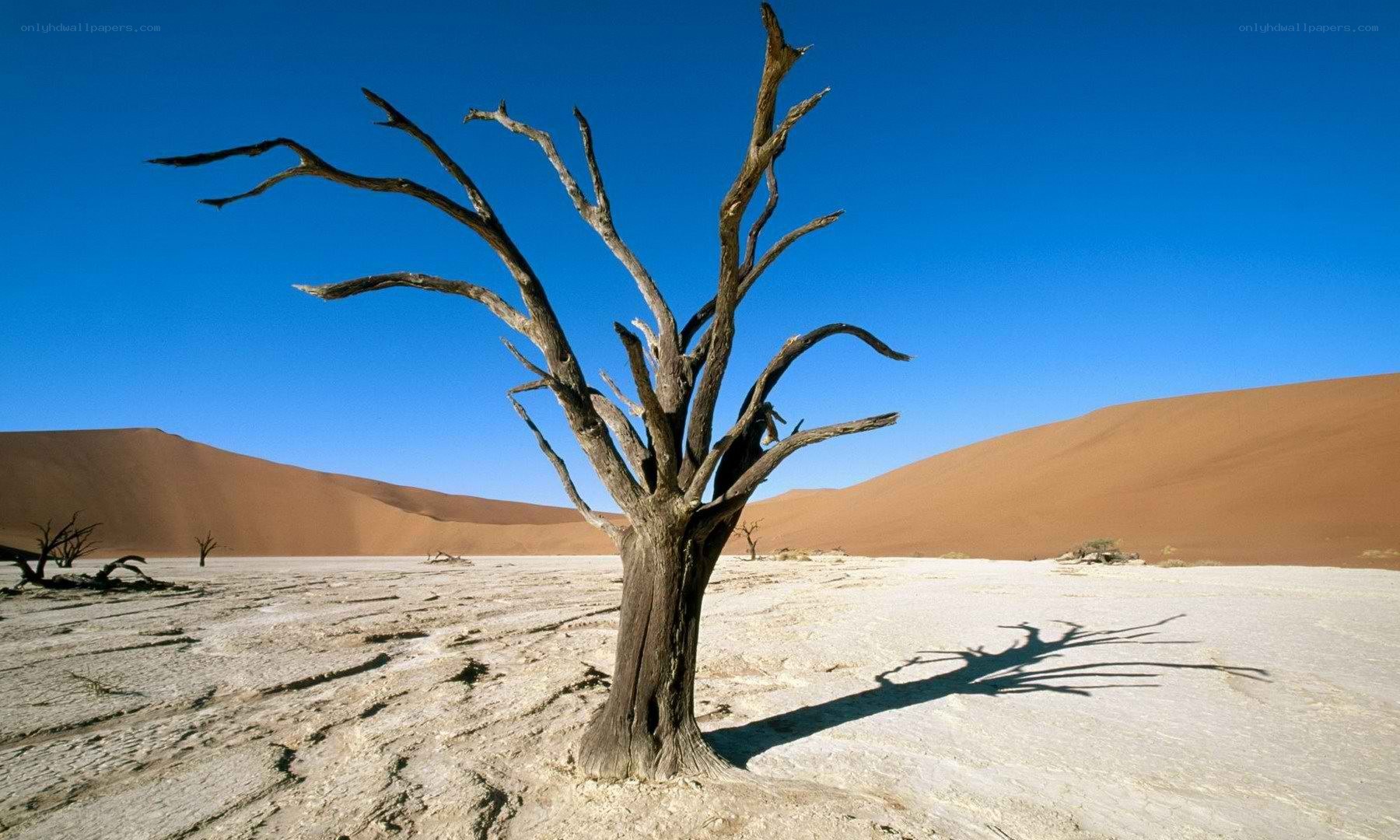 Dead tree in desert landscape