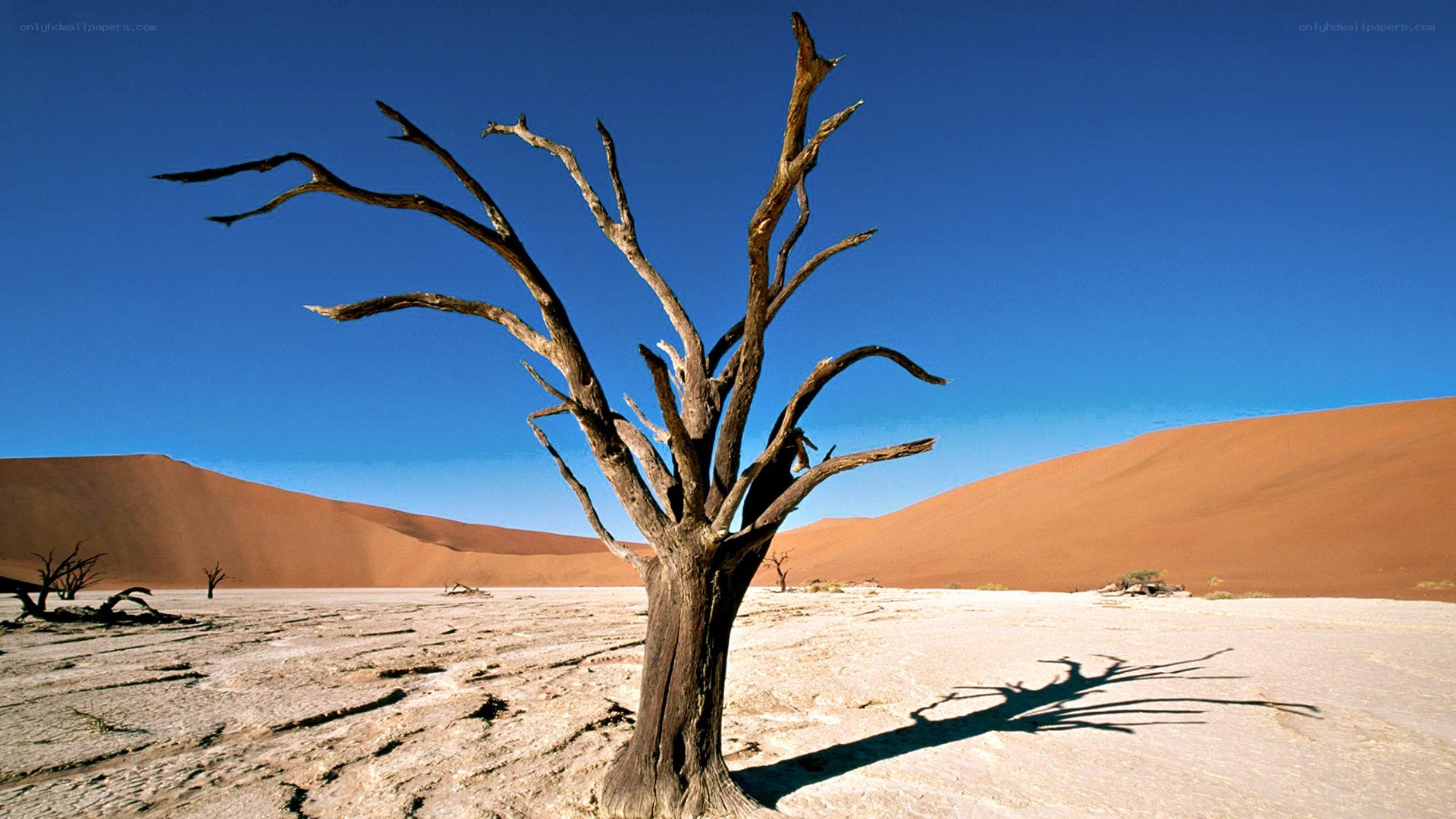 Dead tree in desert landscape