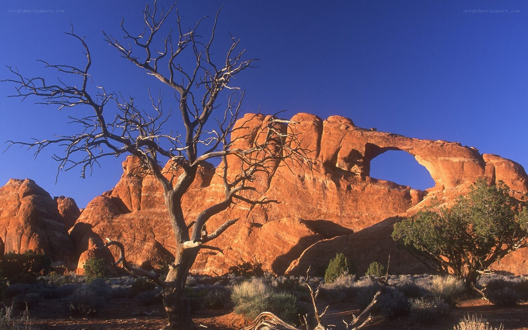 Dead tree in desert landscape