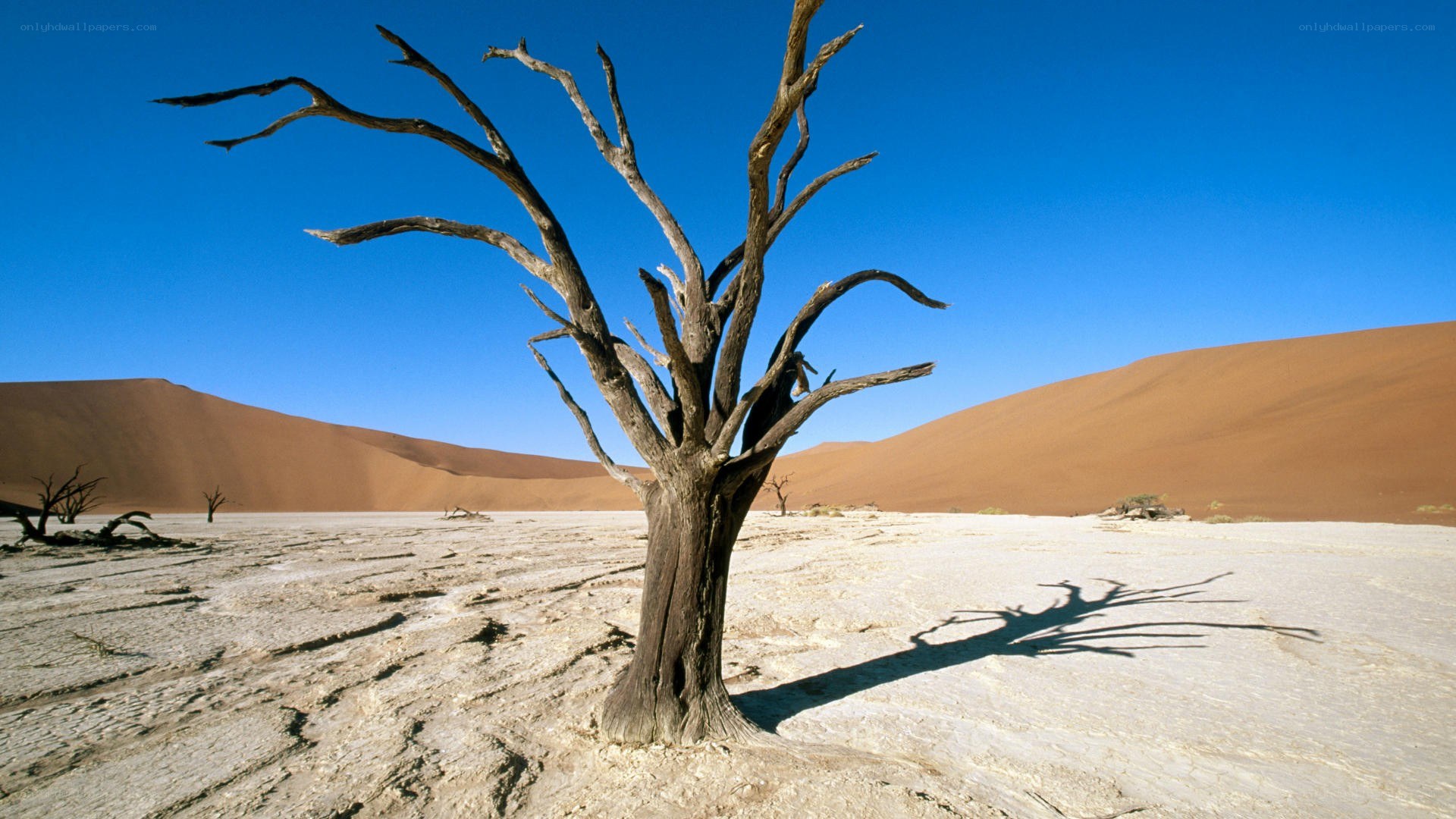 Dead tree in desert landscape