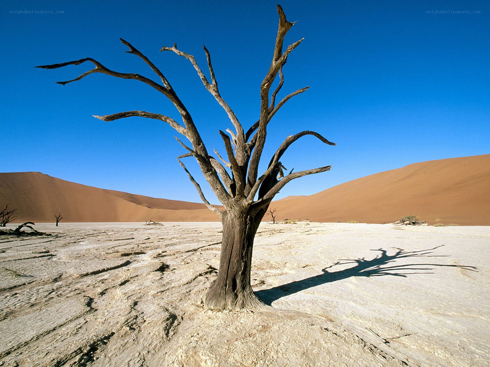 Dead tree in desert landscape