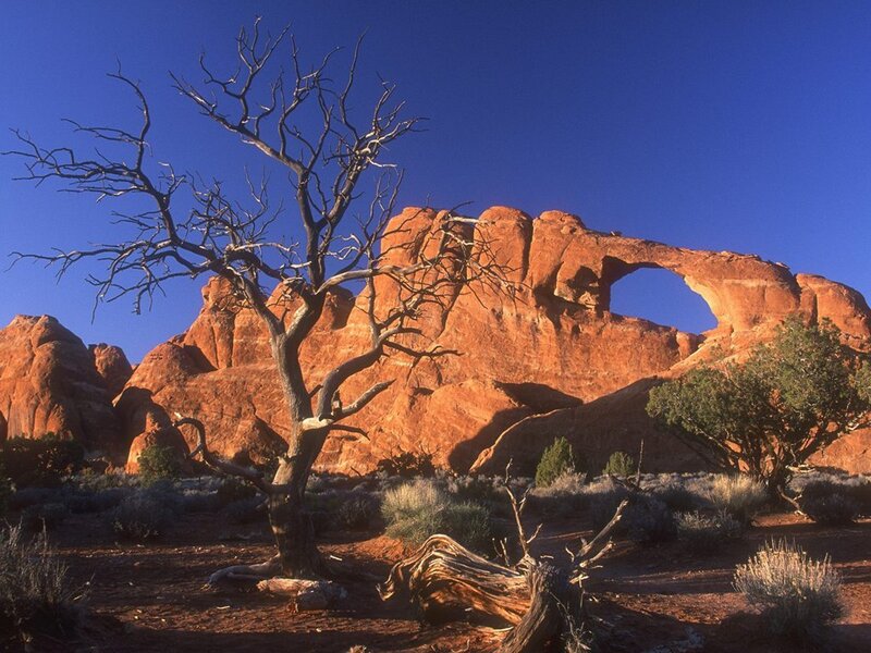 Dead tree in desert landscape
