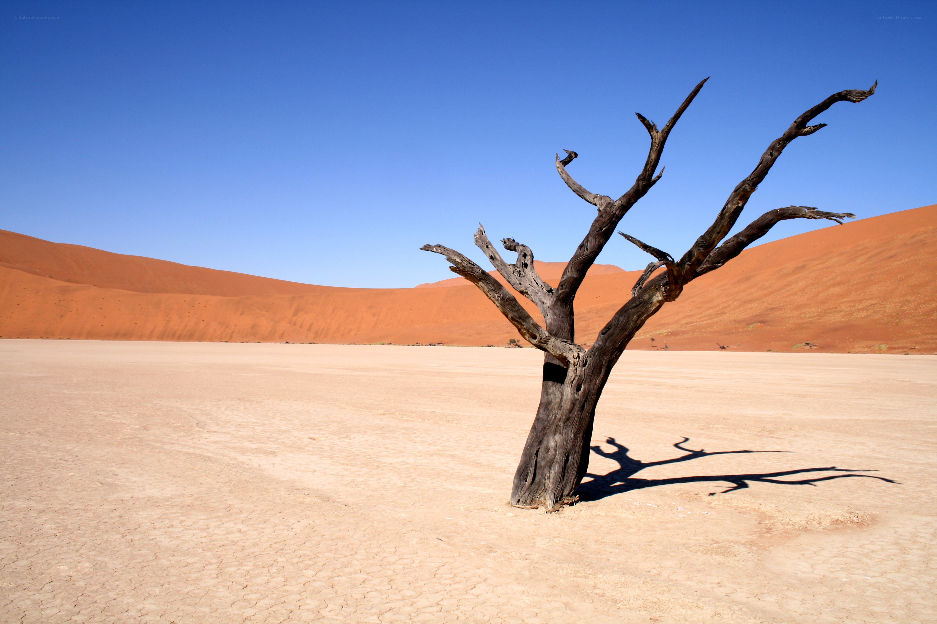 Dead tree in desert landscape