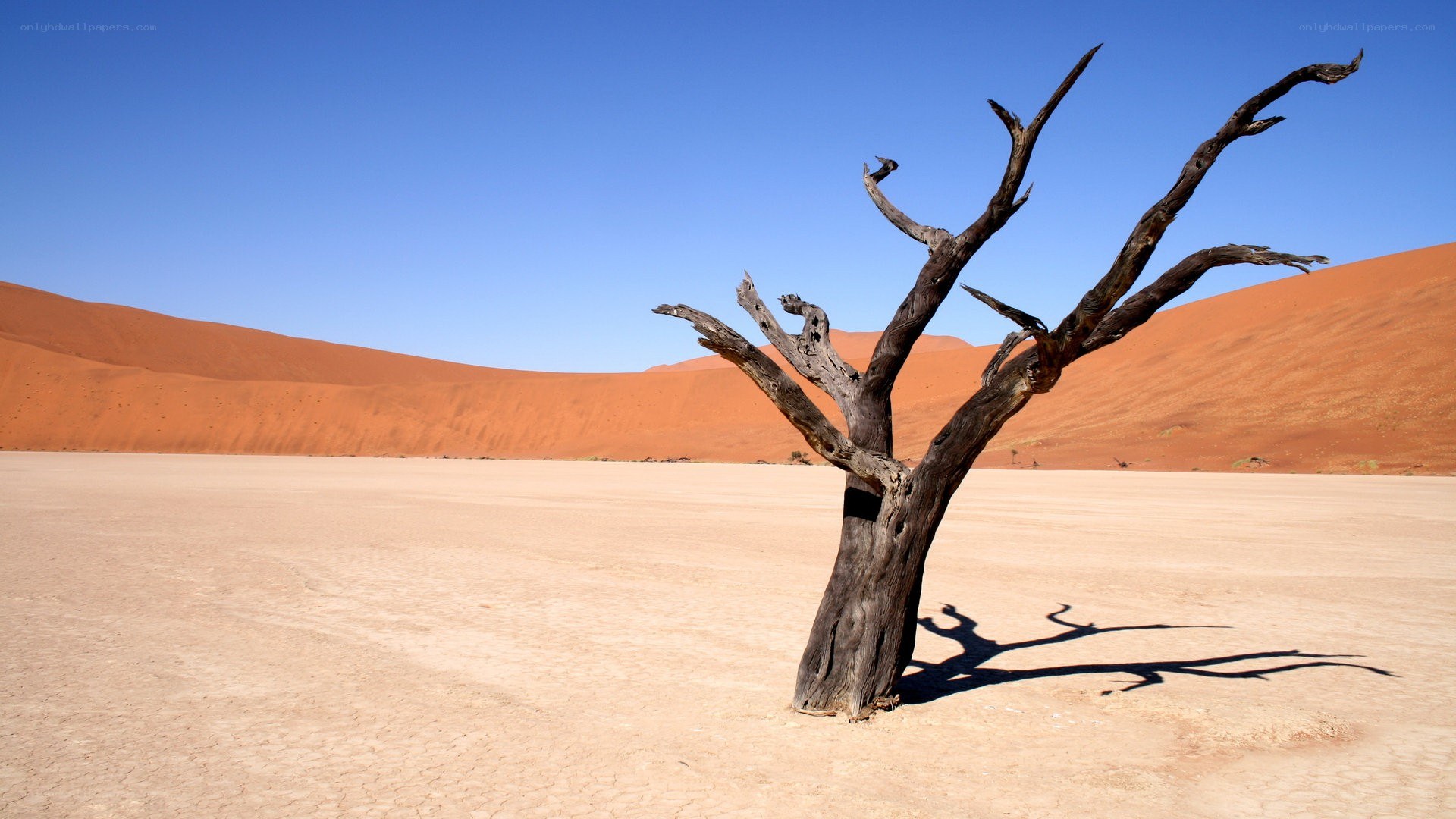 Dead tree in desert landscape