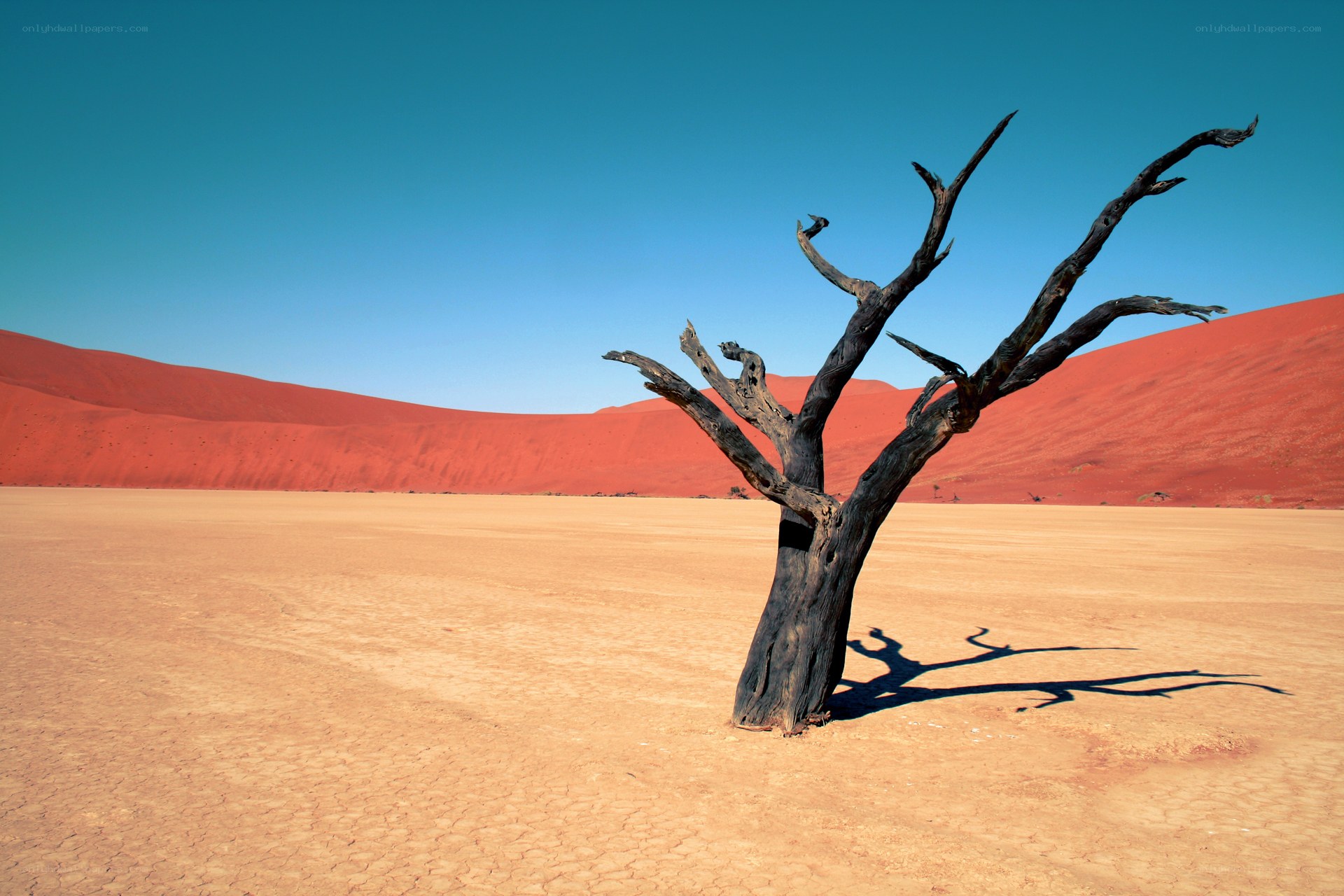 Dead tree in desert landscape