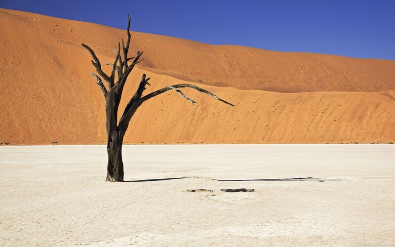 Dead tree in desert landscape
