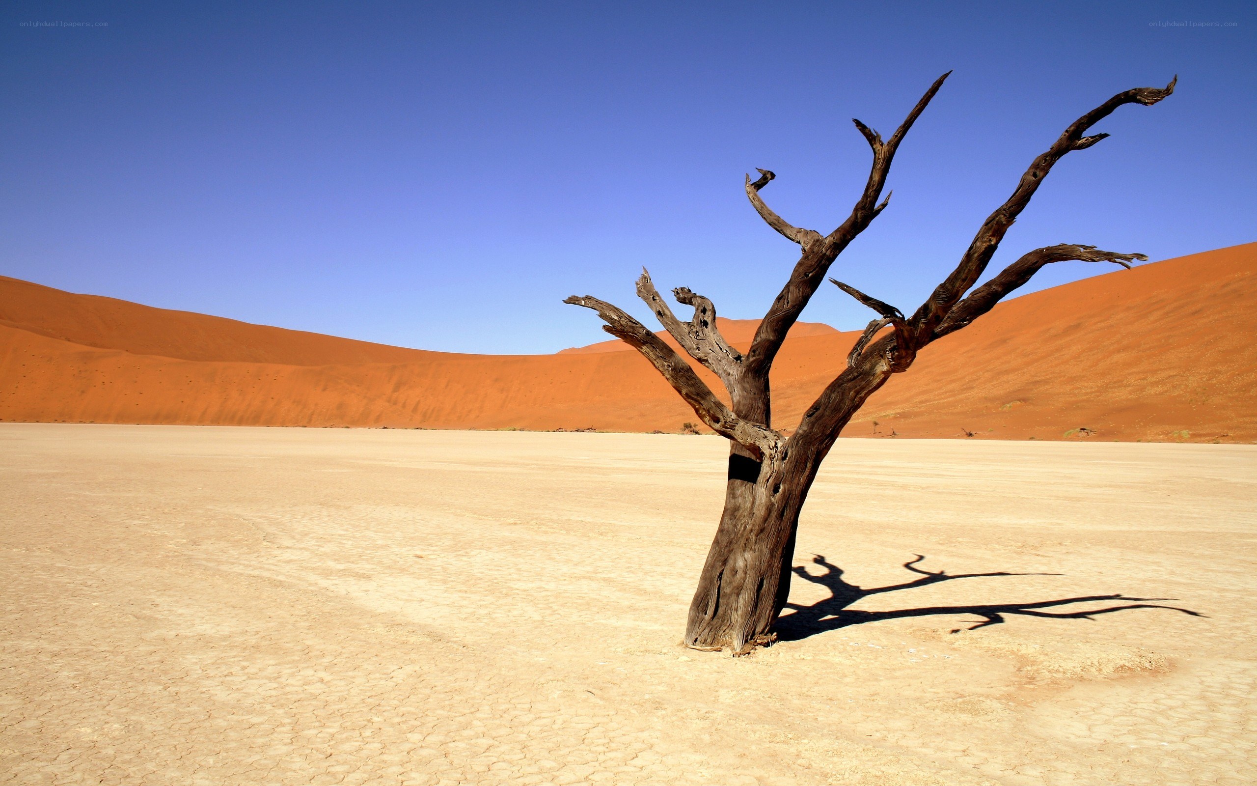 Dead tree in desert landscape