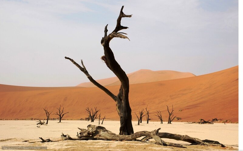 Dead Tree in Desert — Orange, Desolate, Afternoon