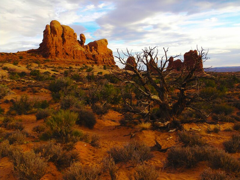 Dead Tree in Desert — Orange, Dramatic, Sunset, Photograph