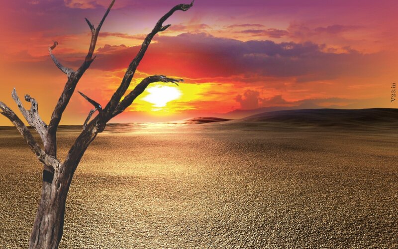 Dead Tree in Desert — Orange, Dramatic, Sunset