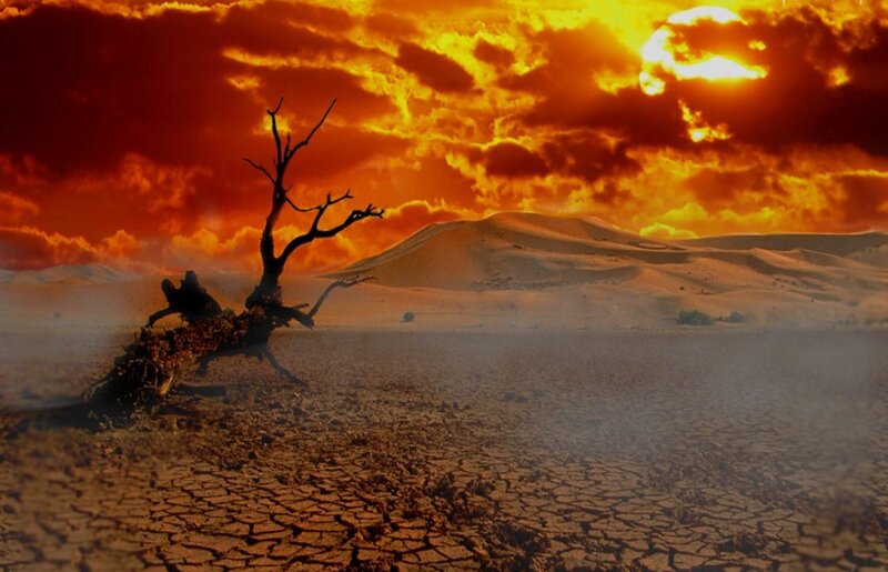 Dead Tree in Desert — Orange, Dramatic