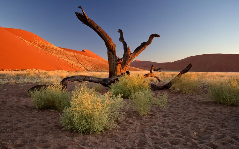Dead Tree in Desert — Orange, Serene