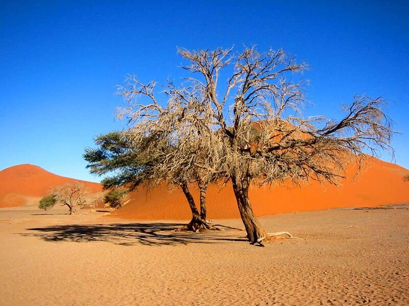 Dead Tree in Desert — Orange