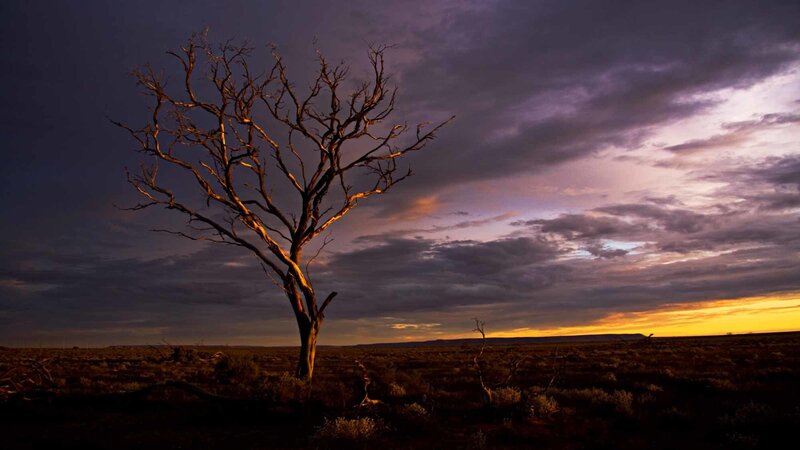 Dead Tree in Desert — Purple, Dramatic, Sunset