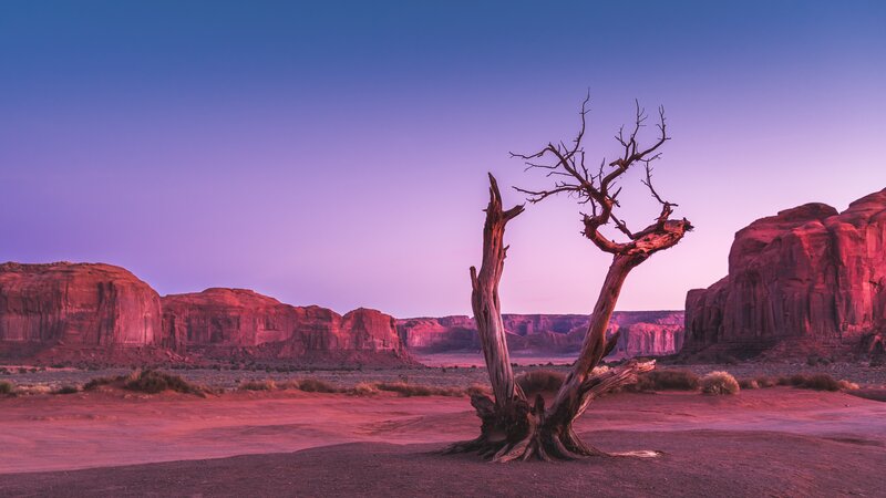 Dead Tree in Desert — Purple, Dramatic