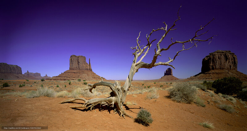 Dead Tree in Desert — Purple