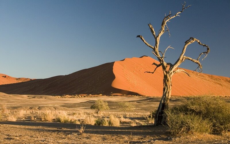Dead Tree in Desert — Red, Arid, Afternoon