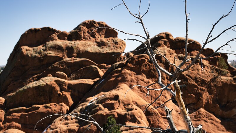 Dead Tree in Desert — Red, Arid