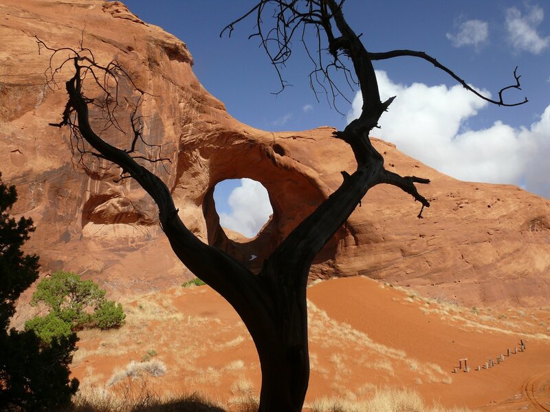 Dead Tree in Desert — Red, Dramatic