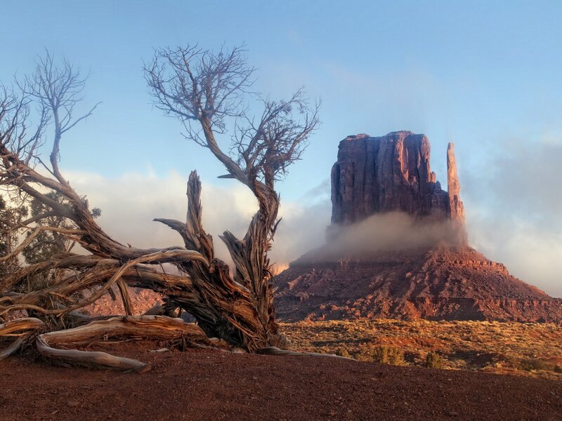 Dead Tree in Desert — Red, Serene, Morning
