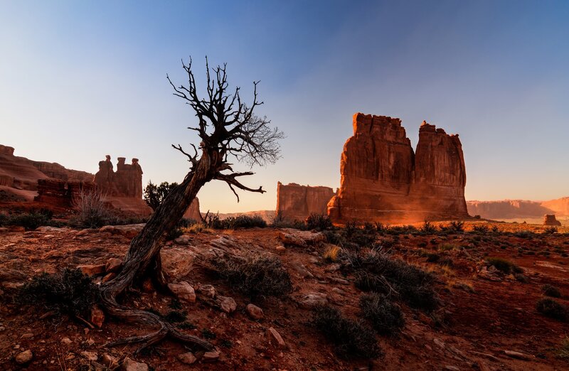 Dead Tree in Desert — Red, Serene, Sunset
