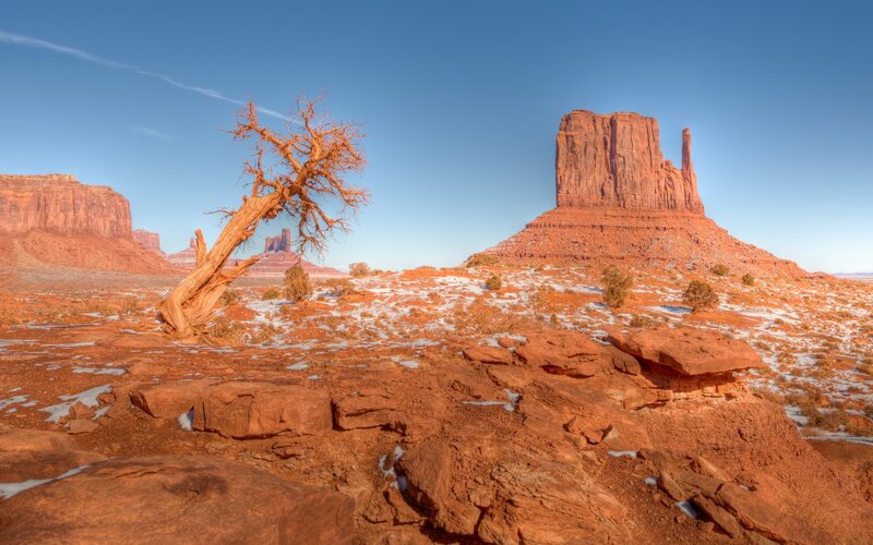 Dead Tree in Desert — Red, Serene