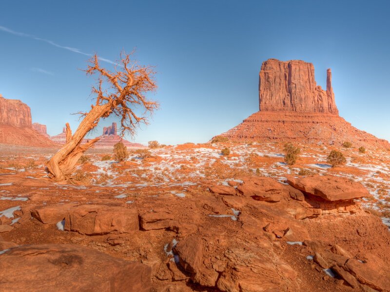 Dead Tree in Desert — Red, Serene, Winter