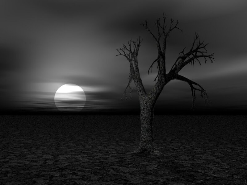 Dead Tree in Desert
