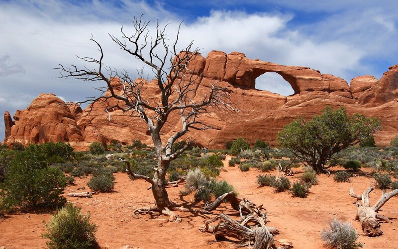 Dead tree in desert with arch