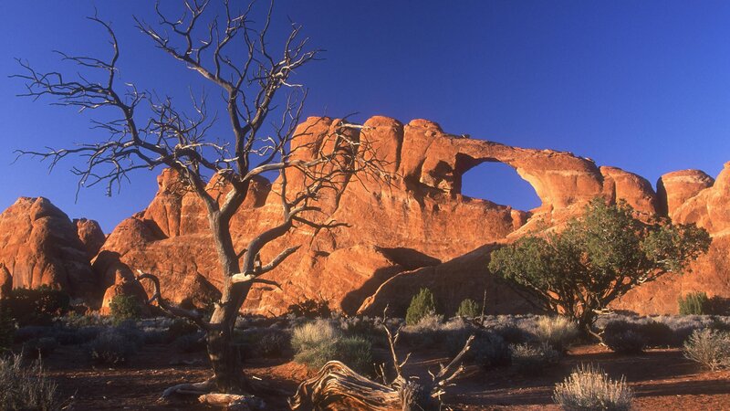 Dead tree in desert with rock arch