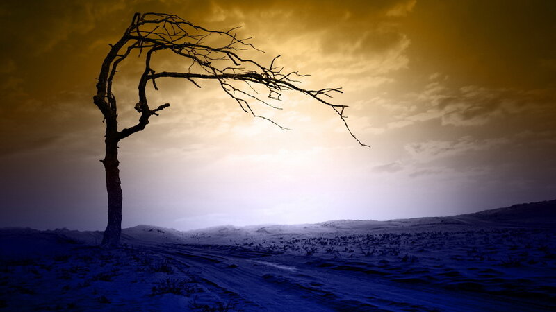 Dead Tree in Desert — Yellow, Dramatic