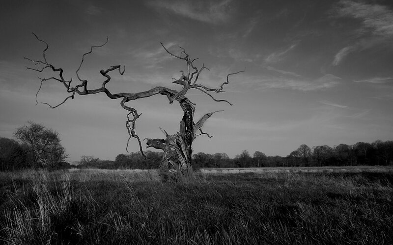 Dead Tree in Field — Black
