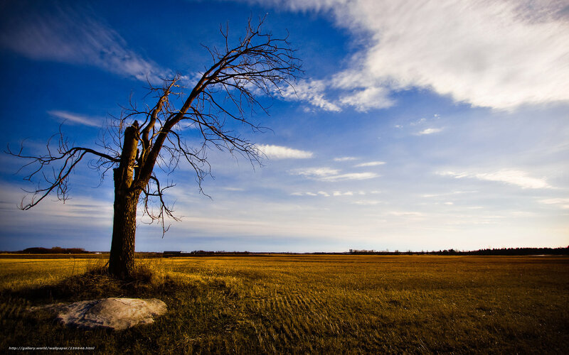 Dead Tree in Field — Blue, Dramatic, Afternoon, Photograph, Sky