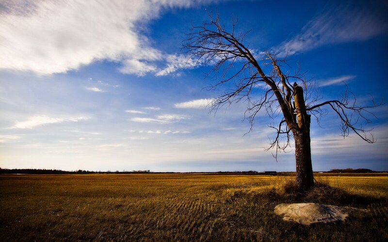Dead Tree in Field — Blue, Dramatic, Afternoon