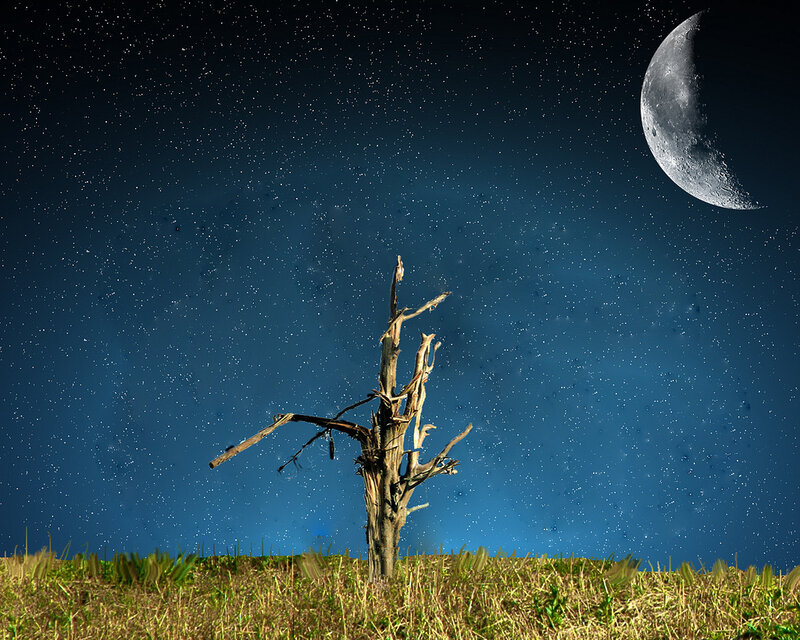 Dead Tree in Field — Blue, Dramatic, Night
