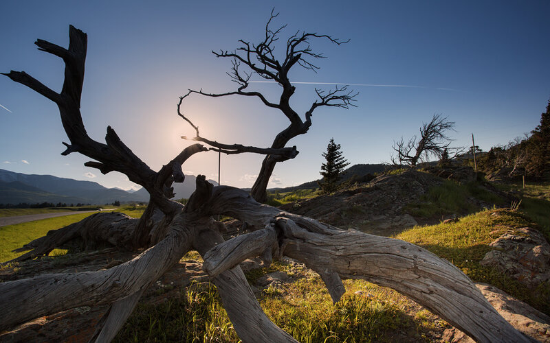 Dead Tree in Field — Blue, Dramatic, Sunset, Photograph, Mountains