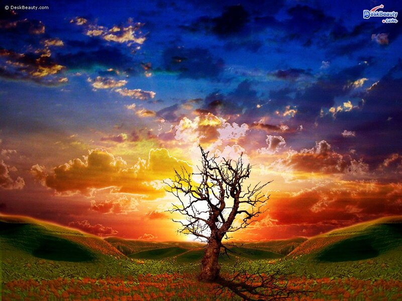Dead Tree in Field — Blue, Dramatic, Sunset