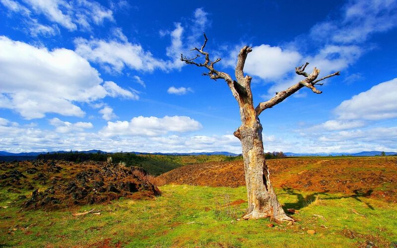 Dead Tree in Field — Blue, Serene, Afternoon, Photograph, Clouds