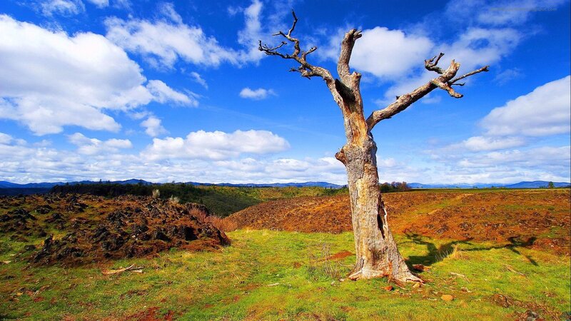 Dead Tree in Field — Blue, Serene, Afternoon
