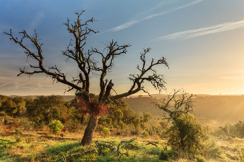 Dead Tree in Field — Blue, Serene, Sunset, Photograph