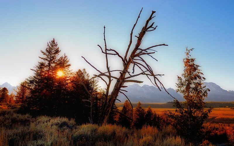 Dead Tree in Field — Blue, Serene, Sunset