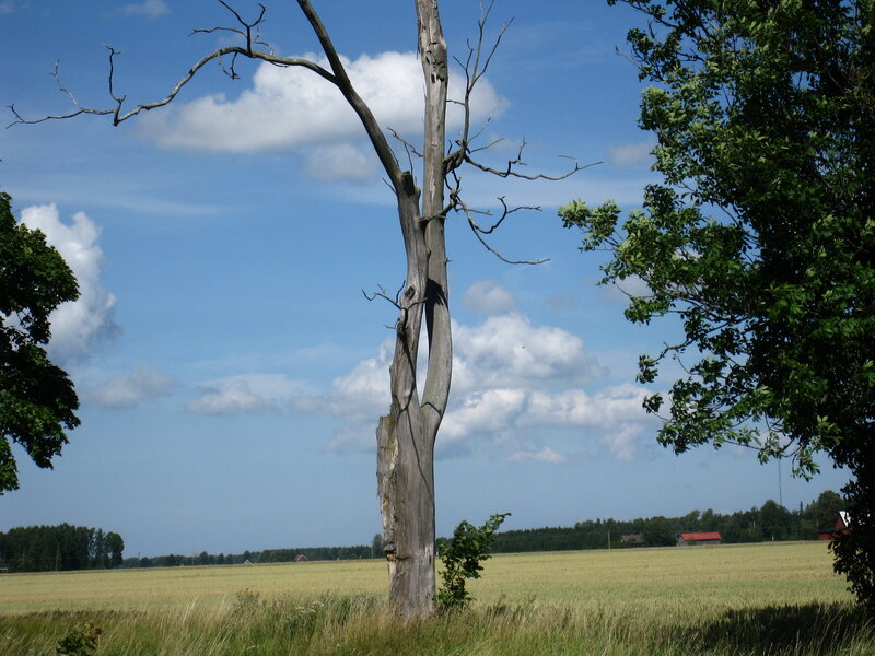Dead Tree in Field — Blue