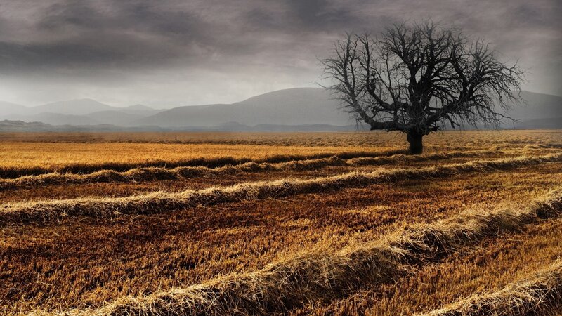 Dead Tree in Field — Brown, Dramatic